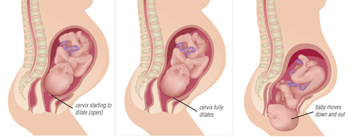 pregnancy-planner-1